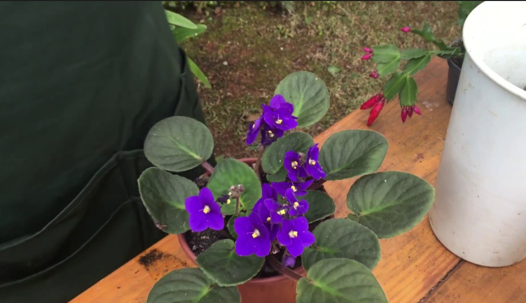 Como Plantar E Como Fazer Mudas De Violetas Cantinho Criativo E Dicas