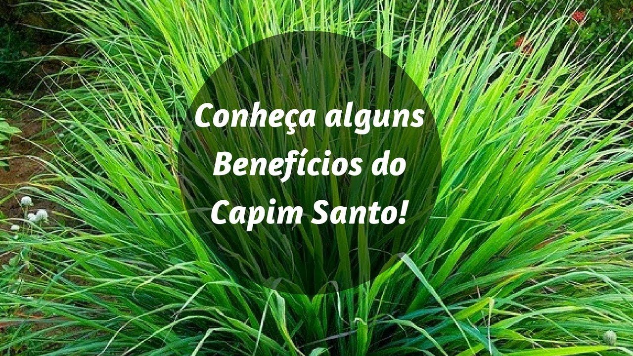 Conhe A Os Diversos Benef Cios Do Capim Cidreira Para A Sa De