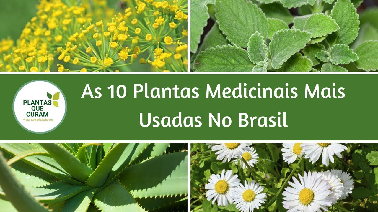 Conheça As 10 Plantas Medicinais Mais Usadas No Brasil Cantinho Criativo E Dicas 2545